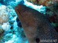 foto de buceo