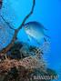 foto de buceo