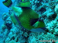 foto de buceo