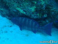 foto de buceo
