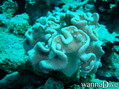 foto de buceo