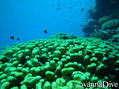 foto de buceo