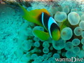 foto de buceo