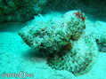 foto de buceo
