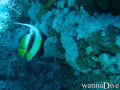 foto de buceo