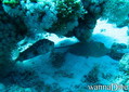 foto de buceo