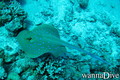 foto de buceo