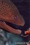 foto de buceo