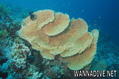 foto de buceo