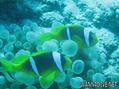 foto de buceo