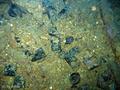 foto de buceo