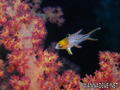 foto de buceo