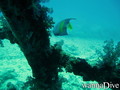 foto de buceo