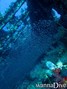 foto de buceo