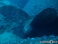 foto de buceo