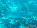 foto de buceo