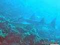 foto de buceo