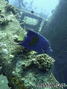 foto de buceo