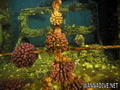 foto de buceo