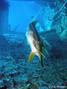 foto de buceo