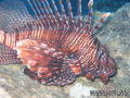 foto de buceo