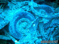 foto de buceo