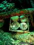 foto de buceo