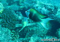 foto de buceo