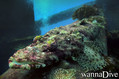 foto de buceo
