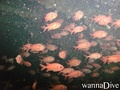 foto de buceo