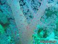 foto de buceo