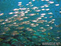 foto de buceo