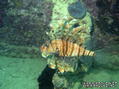 foto de buceo