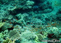 foto de buceo