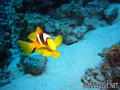 foto de buceo