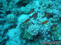 foto de buceo