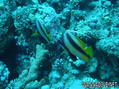 foto de buceo