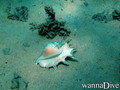 foto de buceo