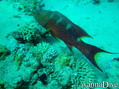 foto de buceo