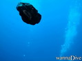 foto de buceo
