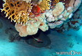 foto de buceo