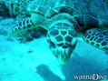 foto de buceo