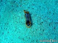 foto de buceo