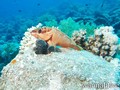 foto de buceo