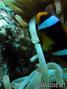 foto de buceo