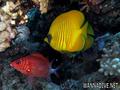foto de buceo