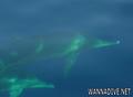 foto de buceo