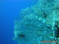 foto de buceo