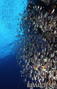 foto de buceo