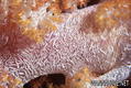 foto de buceo